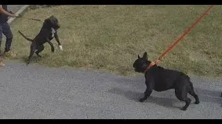 Dogue argentin VS Rottweiler / Staff VS Bouledogue Francais / www.mentaldog.fr / 2,7K Cinema