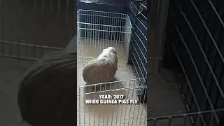 This Bunny Is Jumping Cage to Cage Like a Pro 😲#cute