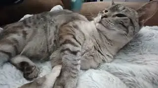 Pure Bliss: Watch This Cat Enjoy the Ultimate Head Rubs and Brushings!
