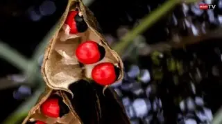 Kaskavel (cascavelle) -  Flore R&eacute;union.
