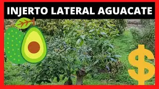 INJERTOS de AGUACATES adultos 🥑