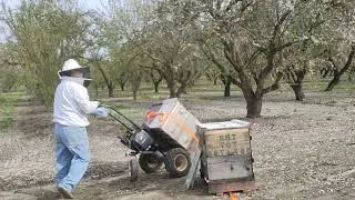 Splitting using small nuc colony and swaping places with packed hives.