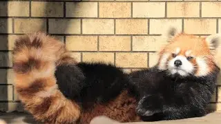 メロディのもふもふしっぽ