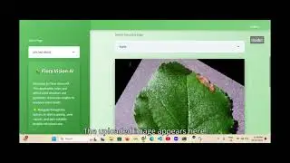 FloraVision AI: Plant Disease Prediction, Crop Advisory, Farmer Support & Agri Insights
