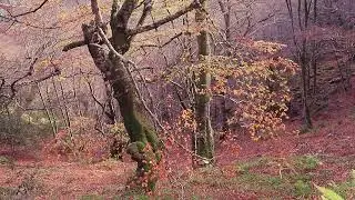 Nature Ambience: Yellowwood Forest, Field Recording and Experimental music.