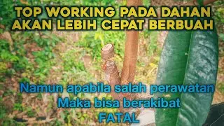 Tutorial topworking pada dahan dan cara perawatan nya