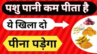 सर्दी में गाय-भैस का दूध कैसे पानी पिलाकर बढाएं👌।गाय-भैंस पानी कम पिए तो क्या करें💯#animals #farming