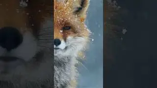Smile with a Snowy Fox | Gentle Piano | Peaceful Earth #Shorts