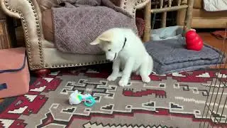 Puppy fun! Canadian Eskimo puppy Qila discovers motion activated toy.