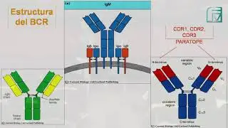 INMUNO TEORICO 3 PARTE 1 ONTOGENIA T Y B