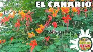 EL CANARIO - TRIO GUARDIANES DE LA HUASTECA