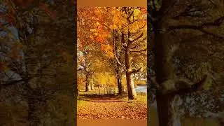 Музыка души❣️ #beautiful #melody #music #love #shorts #popular #autumn #мелодия #piano #музыка #sad
