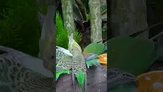 Cat TV 😸 Bird for cats , Relaxing your Pets #birdsounds, #Cattv #tvforcats , #cats , #birdforcat