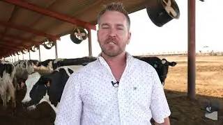 Cow Comfort on Arizona Dairy Farms