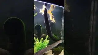 AJOLOTES SIRENA | Sir&eacute;nidos