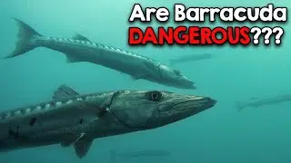 Опасны ли барракуды???