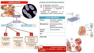 Bacteriología-Enterococcus