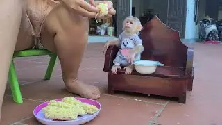 Baby Monkey David woke up and ran to find Mom to break boiled corn to eat