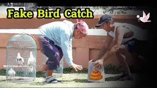 Fake Bird Catching 