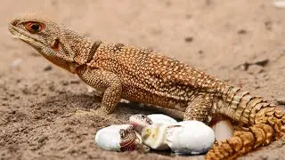 This Is How Lizard Gives Birth To Cute Baby