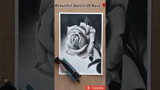 Beautiful Rose Sketch #rosesketch #easyrosedrawing #rosedrawingbycharcoal#pencilrosedrawing