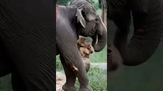 cow vs elephant #elephant #cow #animallife #animals #wildrift #wildanimals #shortsfeed #shortsvideo