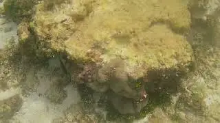 Boracay Newcoast Snorkeling Aggressive Big Fish August 13 2025