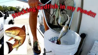 Stocking Redfish In my Pond! #fishing #redfish #saltlife #fun #trending #bullred #corpus