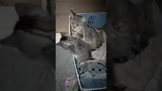 #cat#cats#shortvideo#shortsyoutube#shortsvideo#shorts#short#shortvideos#youtube#youtubeshorts#video