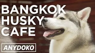 Awesome Husky Cafe in Bangkok!