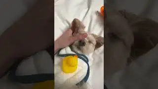 금비 내가 낳을걸...