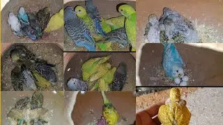 Badguies parrot breeding progress | 9 Matki 50 plus Badguies Parrot baby | Spengal badguies Parrot