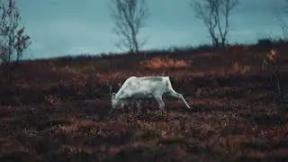 Cinematic Pale grey reindeer grazing in the autumn tundra | Premium Video Footage | 4K