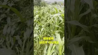 비바람에 다 넘어가고 난리가 아니네요/damage to crops by rain and wind