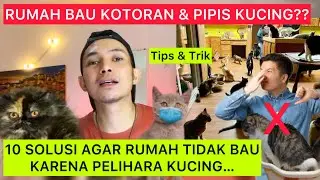 CARA MENGHILANGKAN BAU KUCING DI RUMAH / membasmi aroma tak sedap dari kotoran kucing & pipis kucing