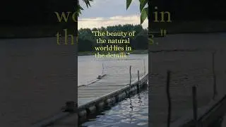 #motivation #nature #lake #quotes #motivational shorts