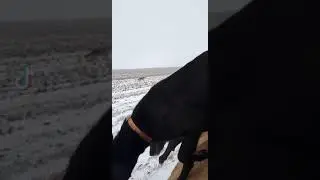 Greyhounds hunting coyote