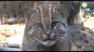 Lek the Fishing Cat Gets a New Home