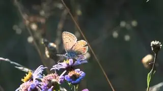 Galatella sedifolia 1.mp4