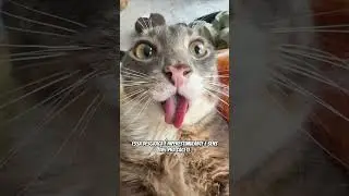 por que GATOS ODEIAM carinho na BARRIGA? | wildboppre #shorts
