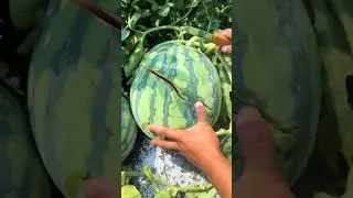 Спелый арбуз🍉