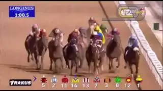 البطل اورقيت الحصان العربي Arrogate