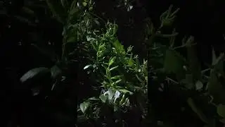 Boa noite com o perfume do nosso #jasmim #jardim #boanoite #segundafeira #madressilva
