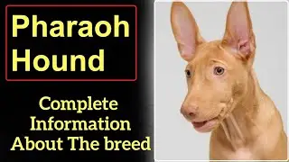 Pharaoh Hound or Kelb tal Fenek. Pros and Cons, Price, How to choose, Facts, Care, History