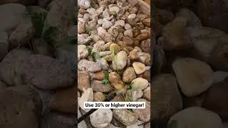 Natural, organic way to kill weeds! #gardening #gardenhacks #weedkiller