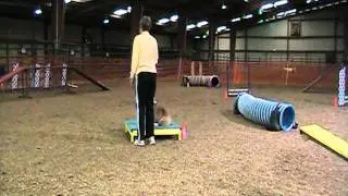 Bob the Corgi - Teacup Agility