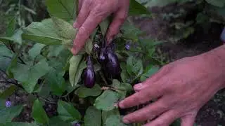 Backyard Vegetable Garden in Canada | Summer Gardening | Home Grown