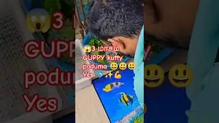 Guppy Fish Breeding & growth  for 3months #guppy #guppybreeding #guppycare  #tamilvlog