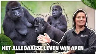 OVER HET ALLEDAAGSE LEVEN VAN APEN - met Constanze Mager | Burgers' Zoo College