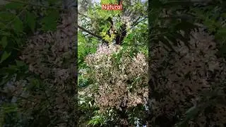 natural #hsbtech #ytshorts